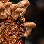 Close-up shot of mushrooms which are the source of mycelium